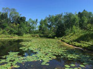 Mystery Pond, Schlitz Audubon Nature Center